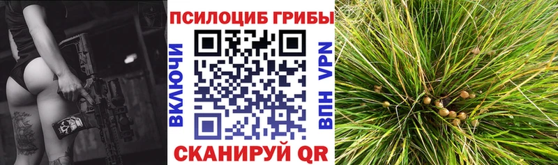 Псилоцибиновые грибы Cubensis  Купить  Бор 